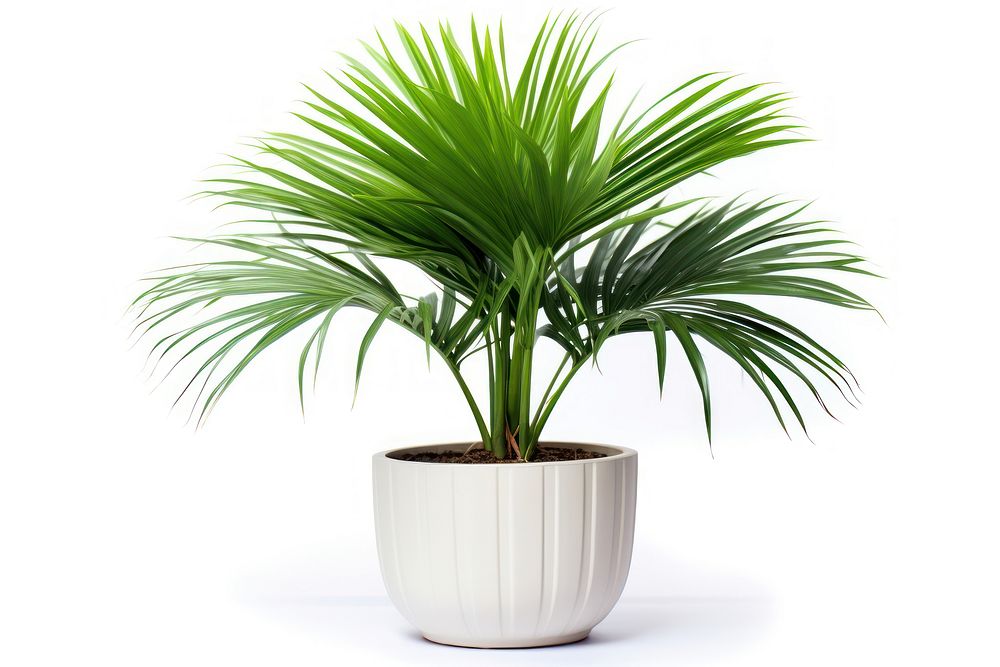 Fiji Fan Palm plant leaf vase. AI generated Image by rawpixel.