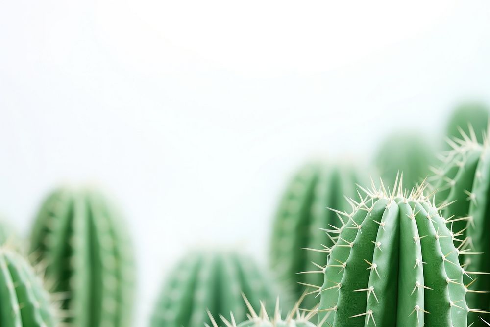Cactus backgrounds plant copy space. AI generated Image by rawpixel.