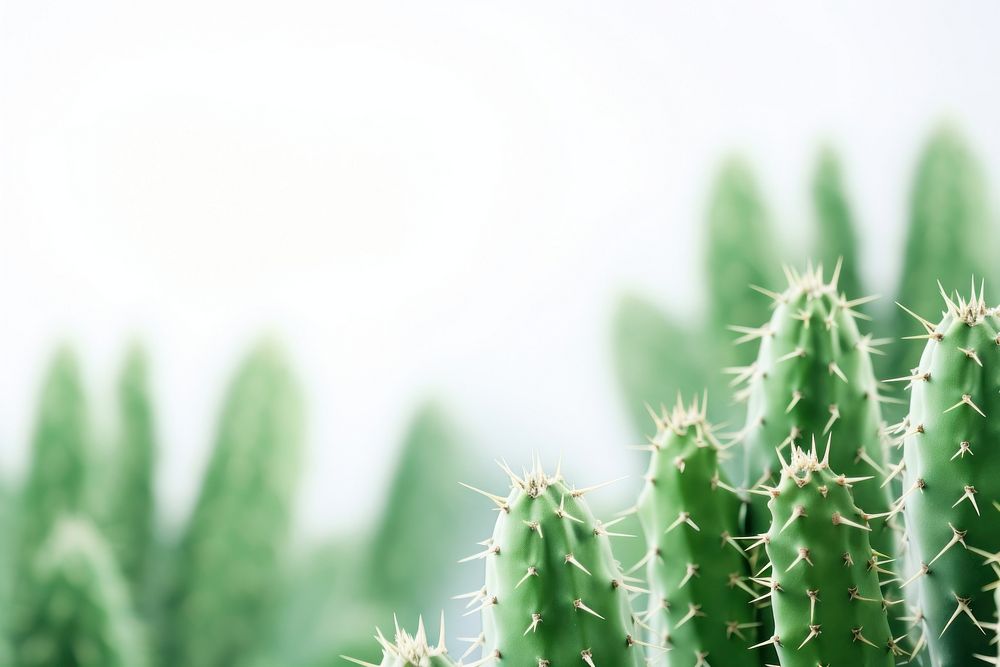 Cactus backgrounds plant xanthorrhoeaceae. AI generated Image by rawpixel.