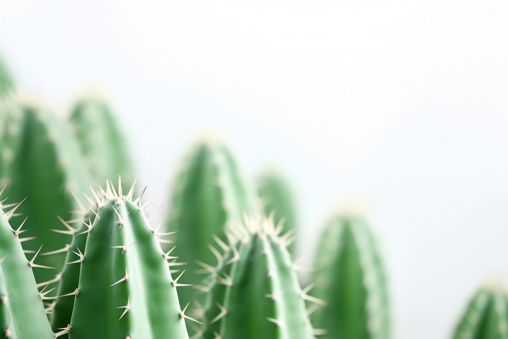 Cactus backgrounds plant xanthorrhoeaceae. AI generated Image by rawpixel.