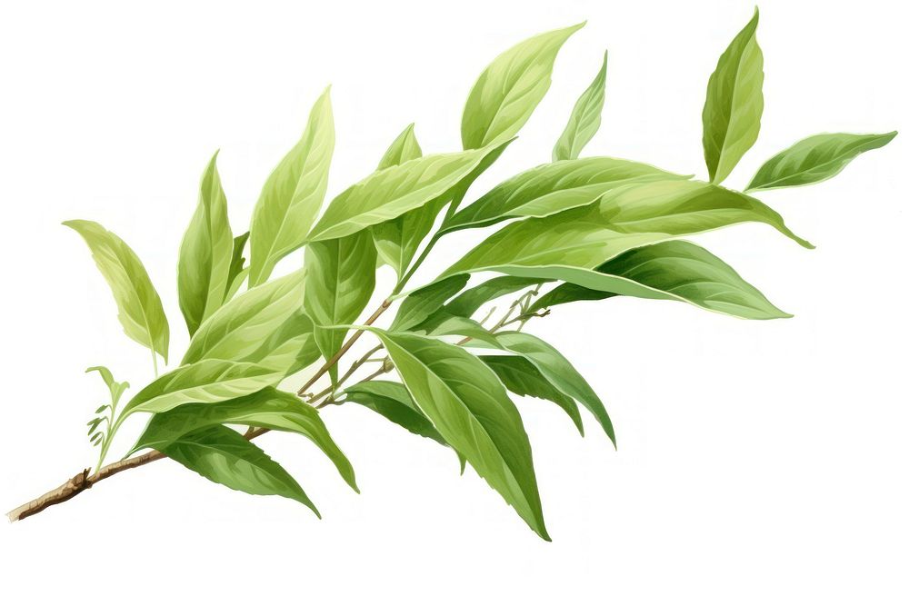 Tea leaves plant herbs leaf. AI generated Image by rawpixel.