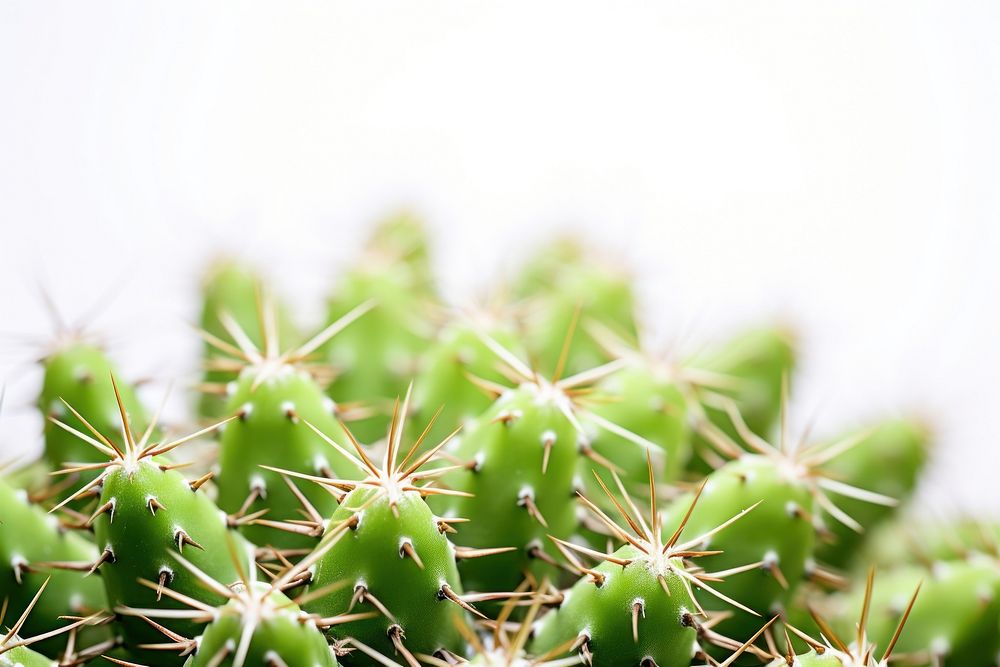 Cactus backgrounds plant freshness. AI generated Image by rawpixel.