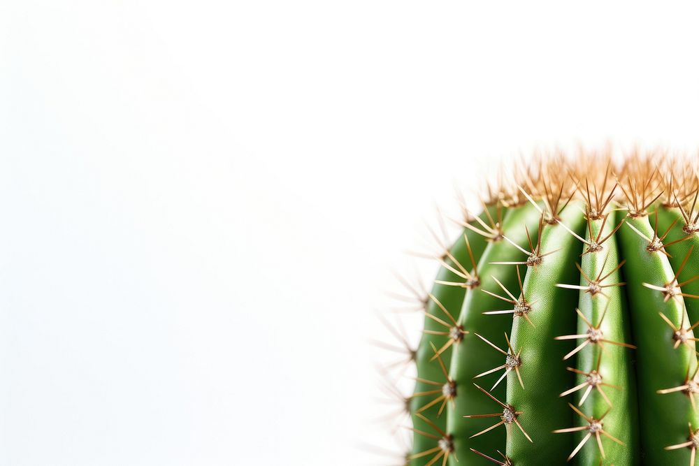 Cactus backgrounds plant white background. AI generated Image by rawpixel.