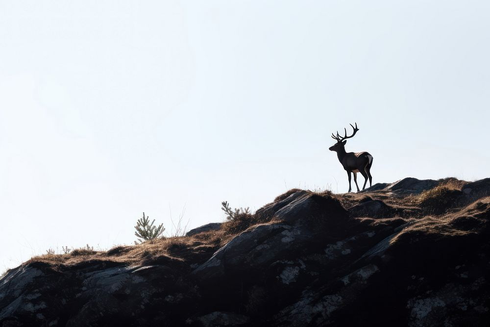 Male deer walking on a mountain silhouette wildlife animal. AI generated Image by rawpixel.