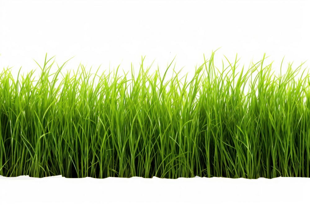 Green grass plant lawn white background. AI generated Image by rawpixel.