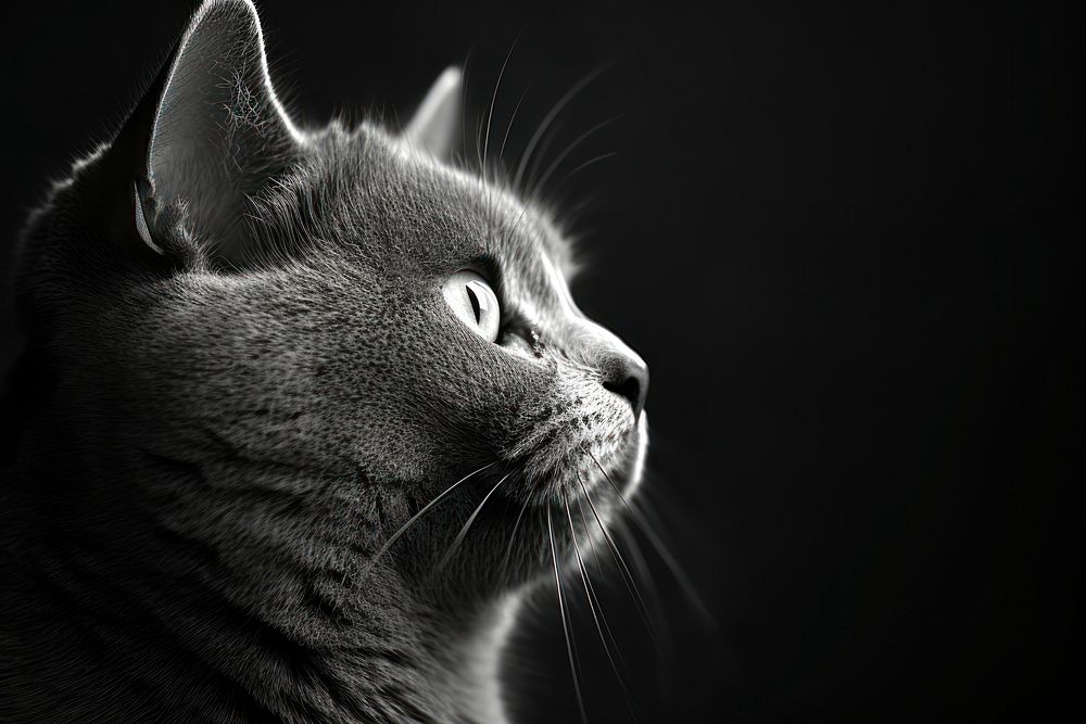 Face of british shorthair monochrome mammal animal. AI generated Image by rawpixel.