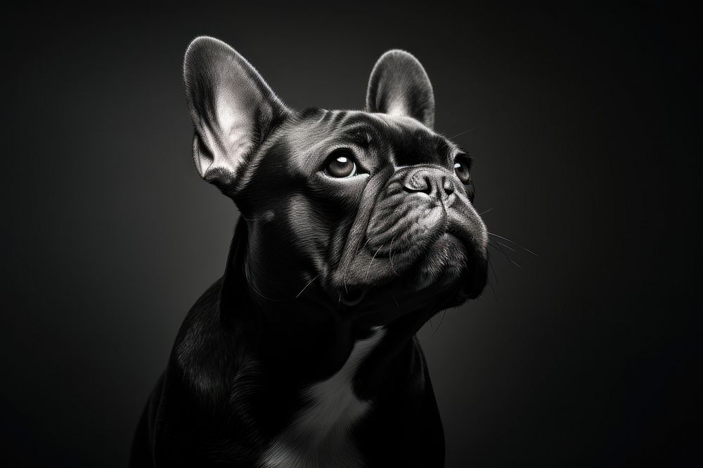 French bulldog monochrome animal mammal. AI generated Image by rawpixel.