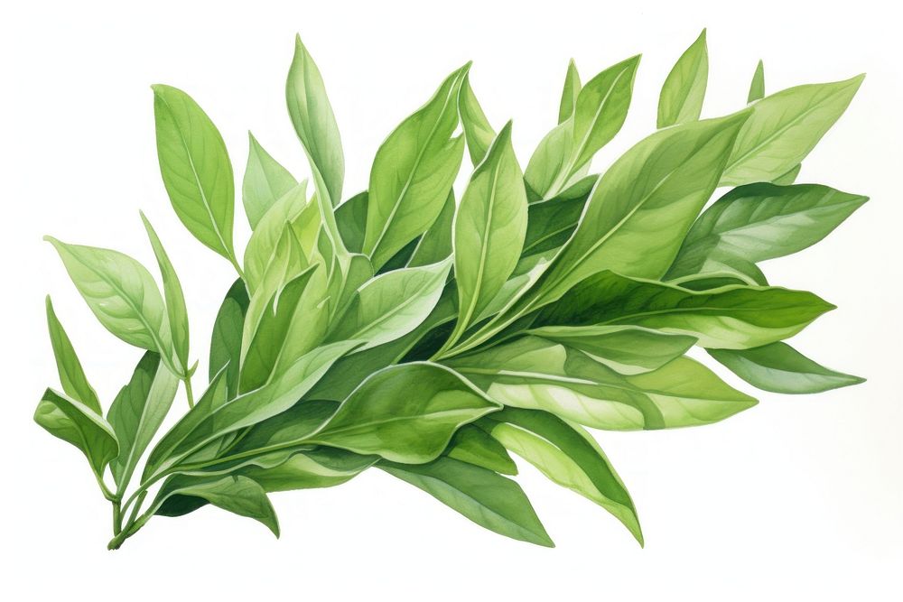 Green tea leaves plant herbs leaf. AI generated Image by rawpixel.