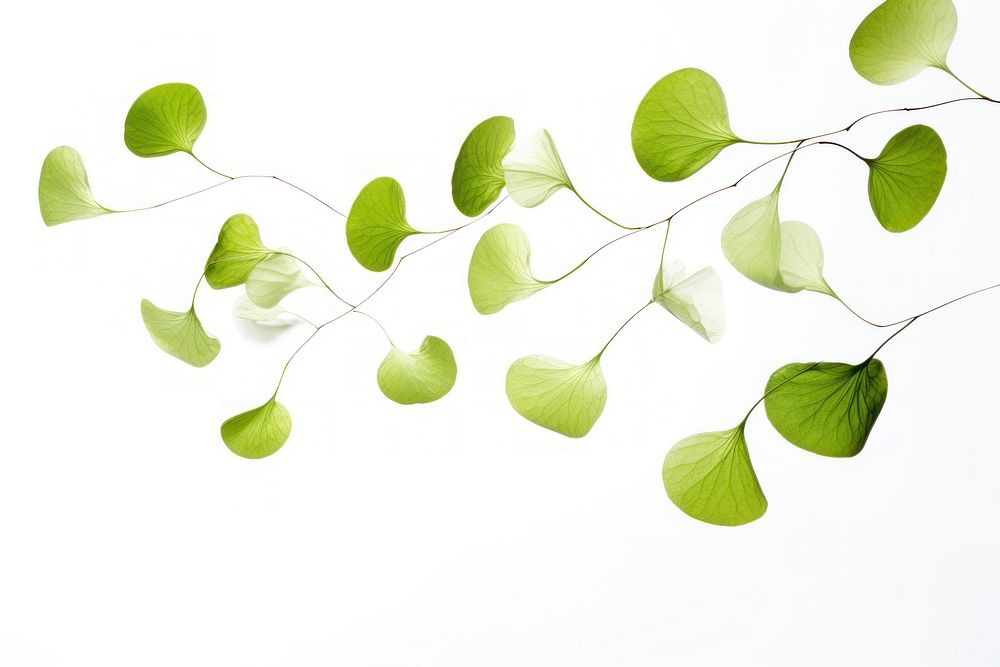 Spring leaves plant leaf white background. AI generated Image by rawpixel.