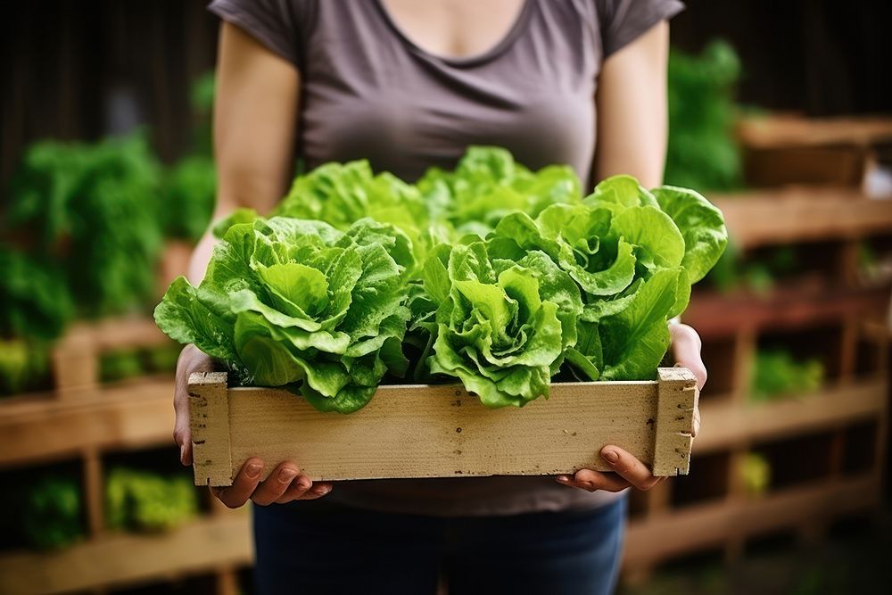 Woman holding a crate of lettuce vegetable organic plant. AI generated Image by rawpixel.