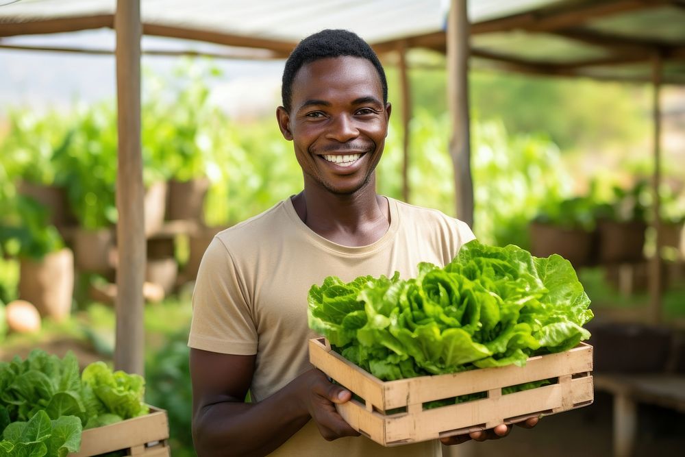 Man holding a crate of lettuce vegetable organic working. 