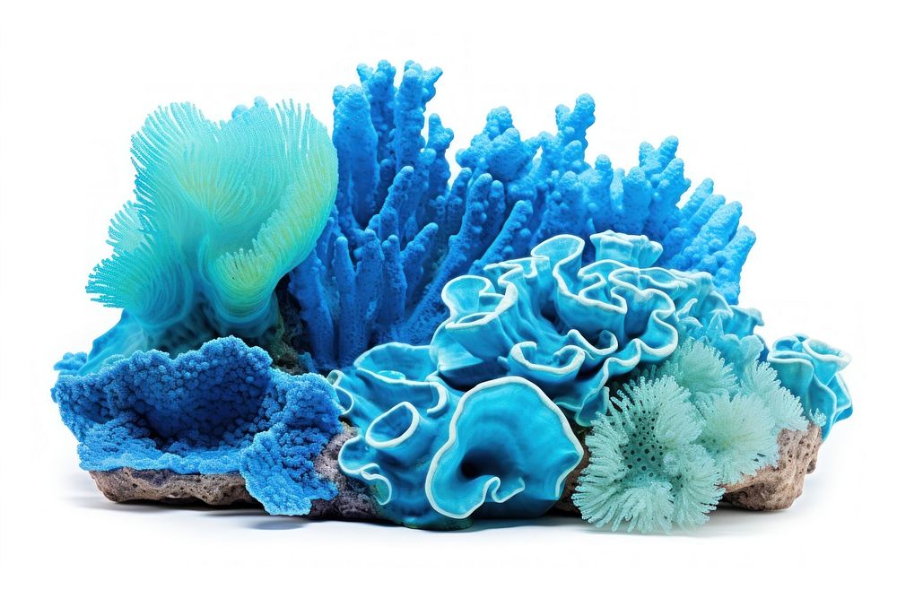 Blue and turquise coral reef nature sea white background. AI generated Image by rawpixel.