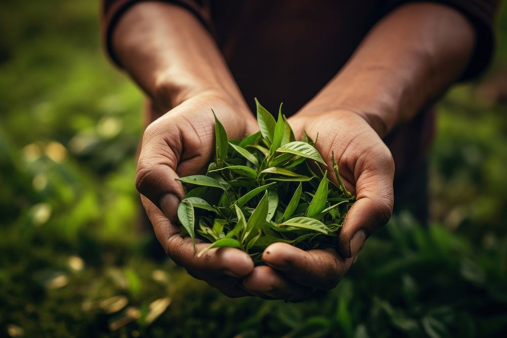 Hand holding tea leaves outdoors nature plant. AI generated Image by rawpixel.