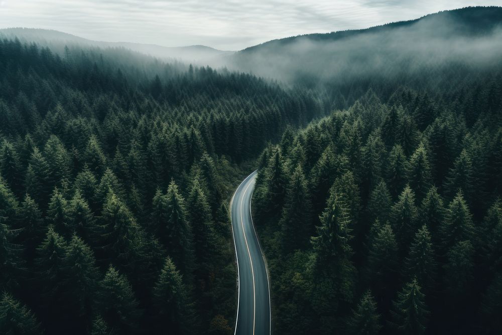 Road through a forest outdoors nature plant. AI generated Image by rawpixel.