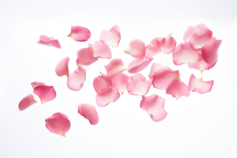 Rose petals backgrounds flower plant. AI generated Image by rawpixel.