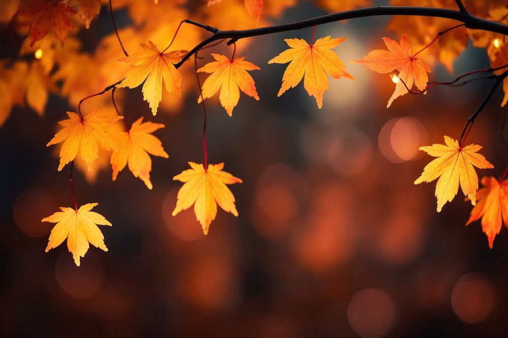 Maple leaves autumn backgrounds outdoors. AI generated Image by rawpixel.