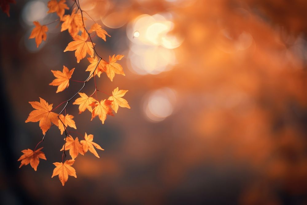 Maple leaves autumn backgrounds plant. AI generated Image by rawpixel.