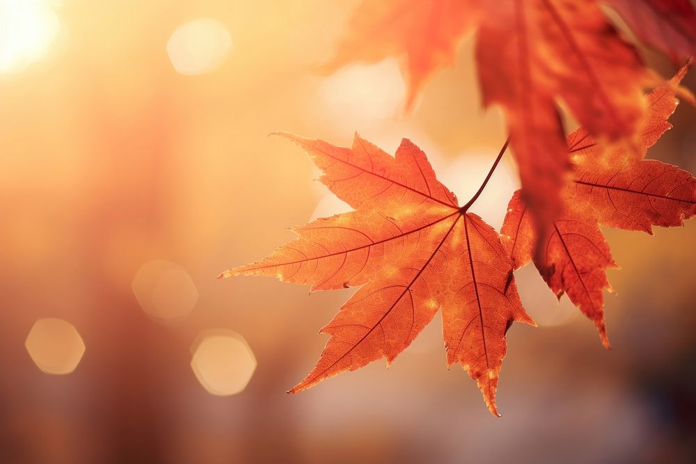 Maple leaves backgrounds outdoors autumn. AI generated Image by rawpixel.