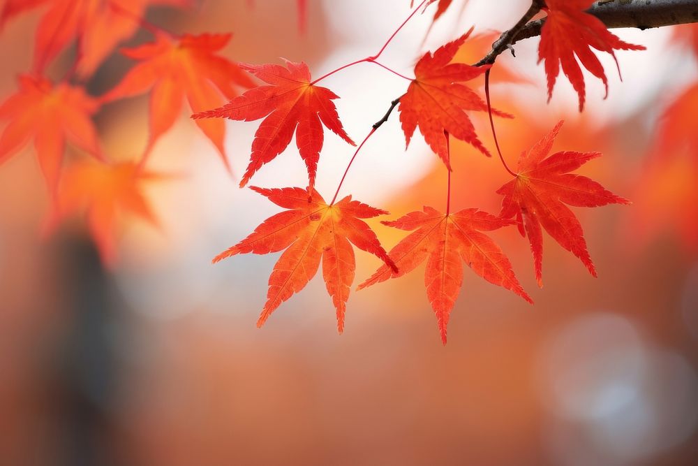 Maple leaves backgrounds autumn yellow. AI generated Image by rawpixel.