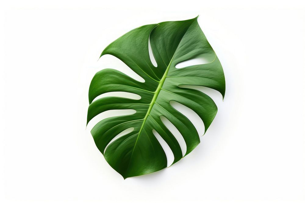 Single Monstera leaves plant leaf white background. AI generated Image by rawpixel.