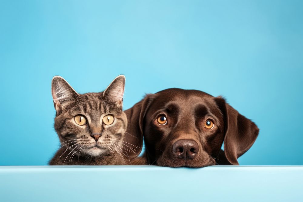 Cat and dog mammal animal blue. AI generated Image by rawpixel.