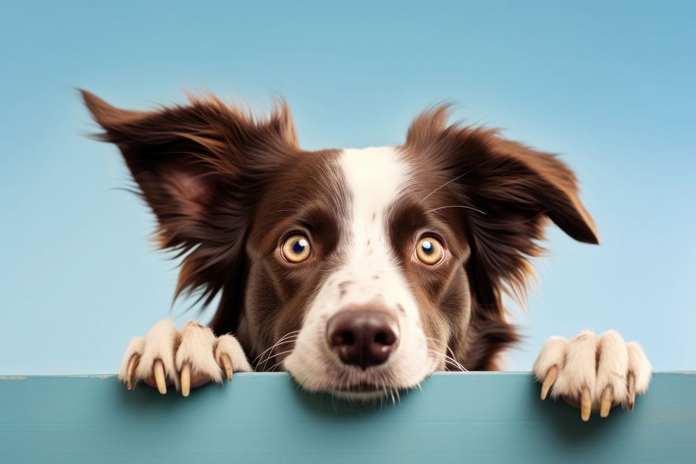Border collie dog mammal animal. AI generated Image by rawpixel.