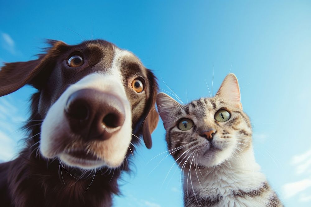 Cat and dog animal mammal nose. AI generated Image by rawpixel.