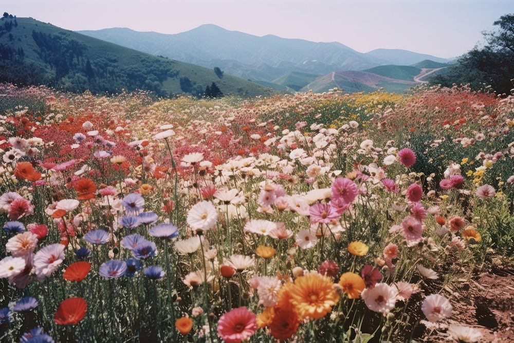 Colorful flowers field landscape grassland