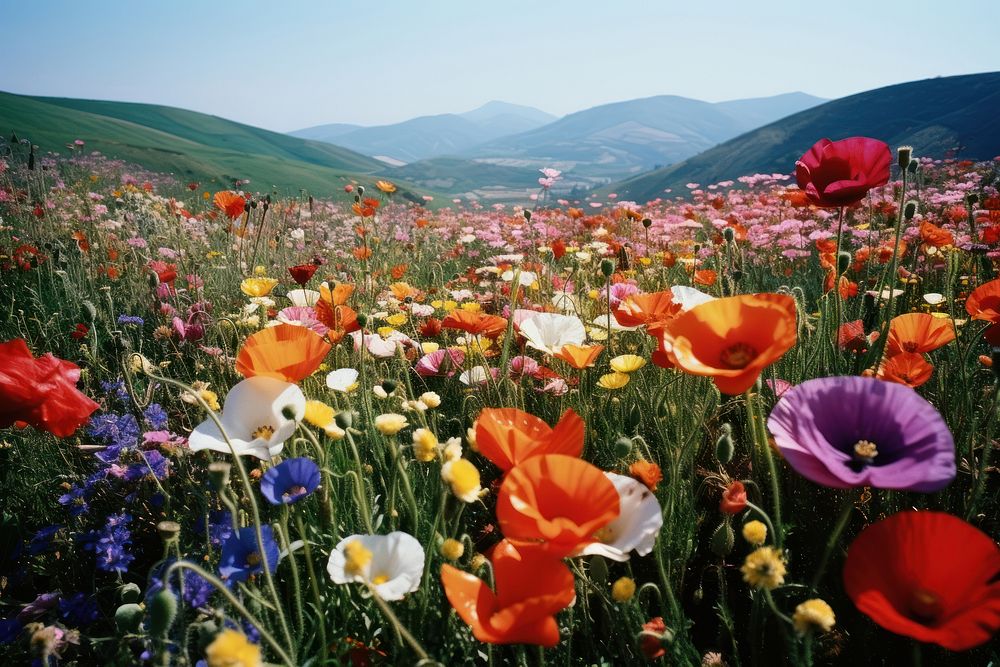 Colorful flowers field landscape grassland. AI generated Image by rawpixel.