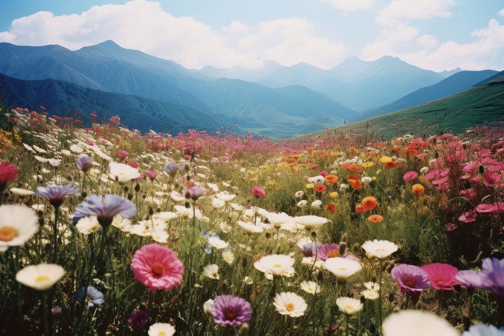 Colorful flowers field landscape grassland. 
