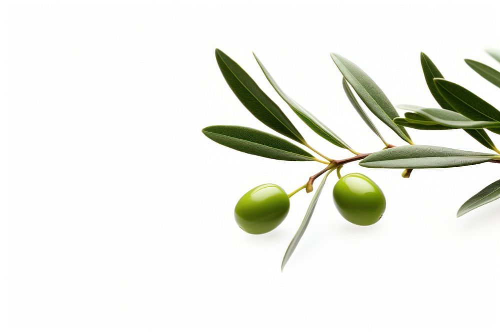 Olive branch plant olive leaf. AI generated Image by rawpixel.