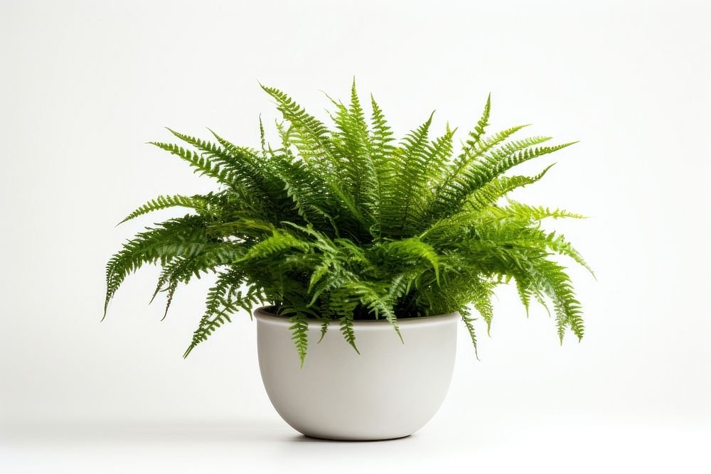 Ferns plant leaf white background. AI generated Image by rawpixel.