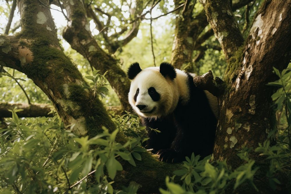 Panda forest tree wildlife. AI | Free Photo - rawpixel