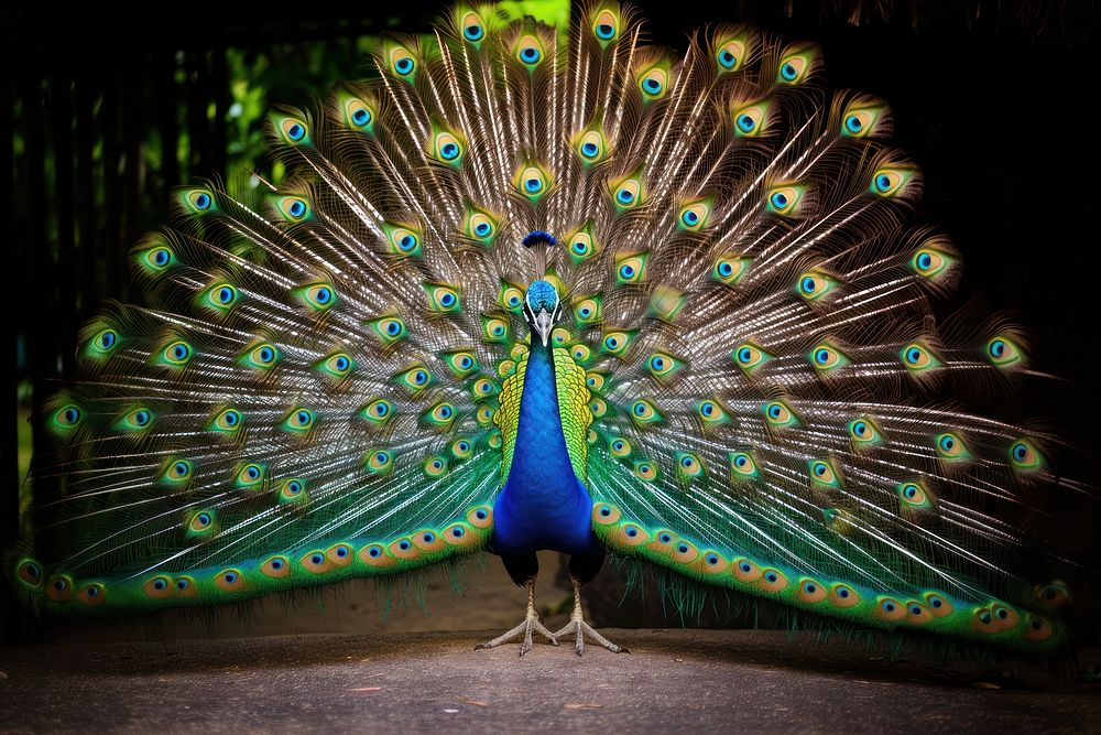 Peacock animal bird spreading