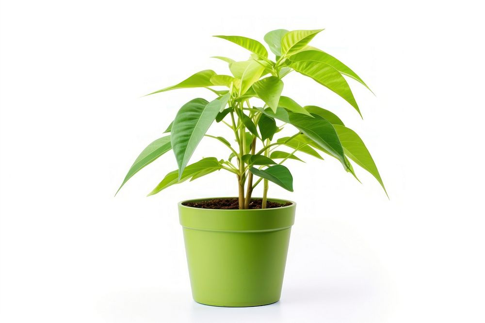 Potted plant herbs leaf white background. AI generated Image by rawpixel.