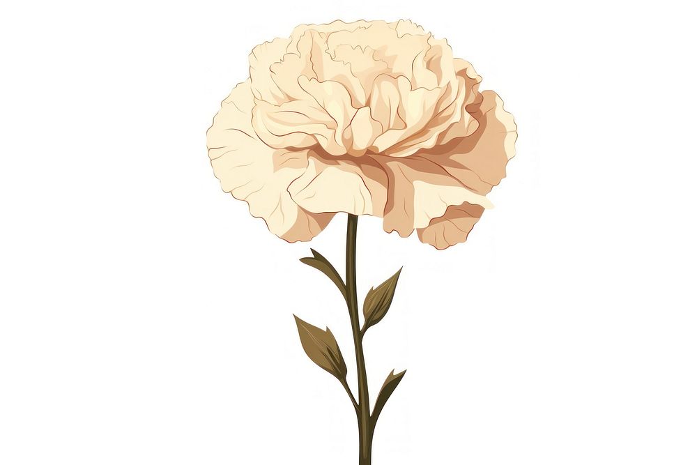Carnation flower plant white rose. AI generated Image by rawpixel.