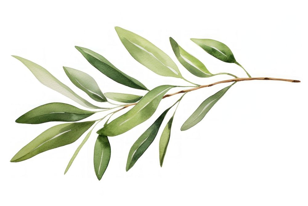 Olive branch plant herbs leaf. AI generated Image by rawpixel.