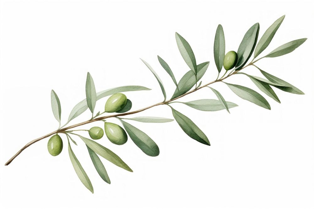Olive branch plant olive herbs. AI generated Image by rawpixel.