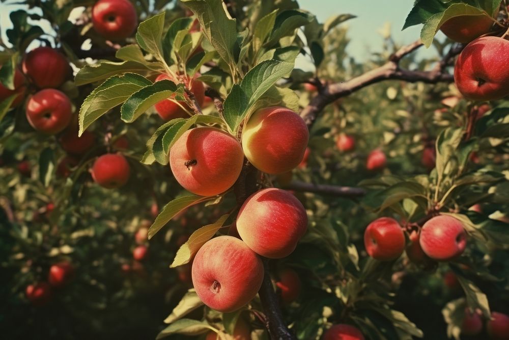 Apples in the apple orchard backgrounds plant fruit. AI generated Image by rawpixel.