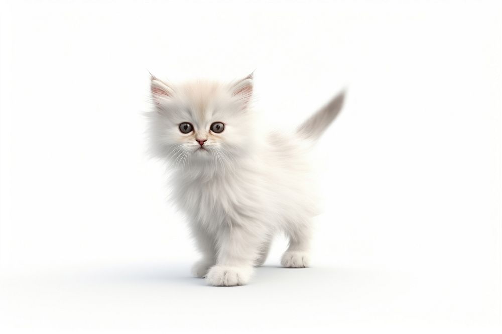 A walking cat mammal animal kitten. AI generated Image by rawpixel.