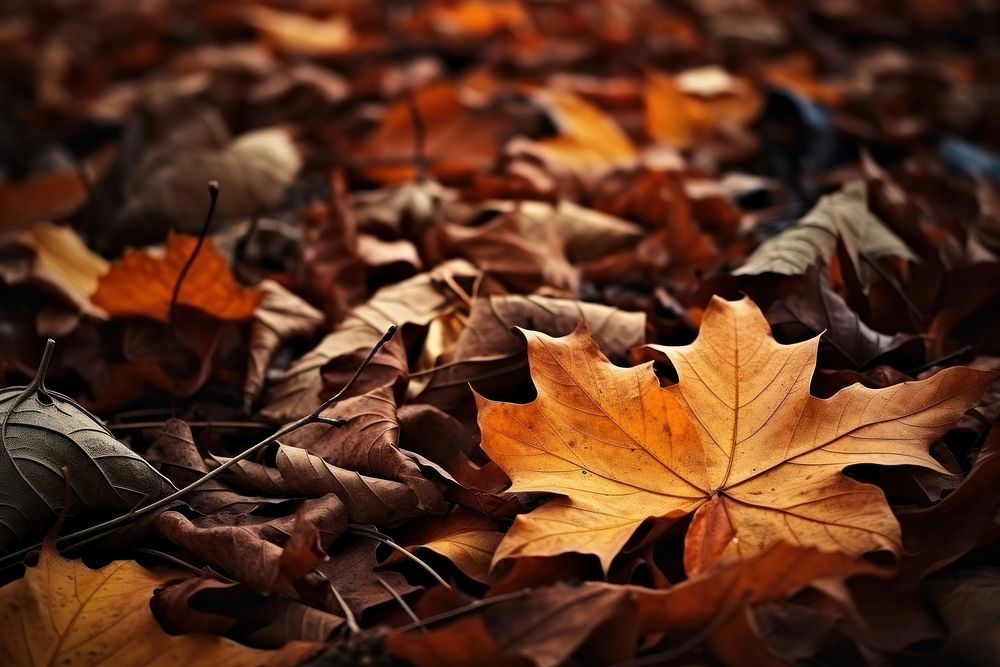 View of dry autumn leaves plant leaf tree. AI generated Image by rawpixel.