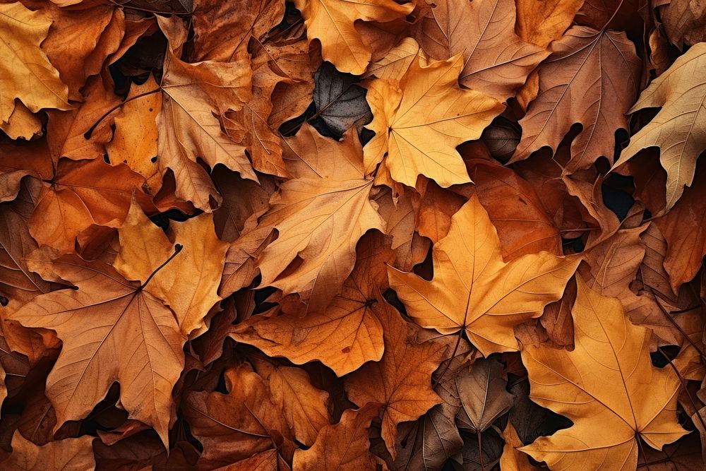 View of dry autumn leaves plant maple leaf. AI generated Image by rawpixel.