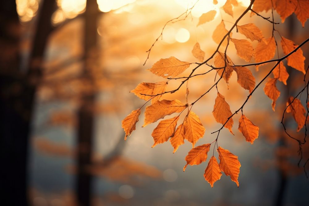 View of dry autumn leaves sunlight outdoors nature. AI generated Image by rawpixel.
