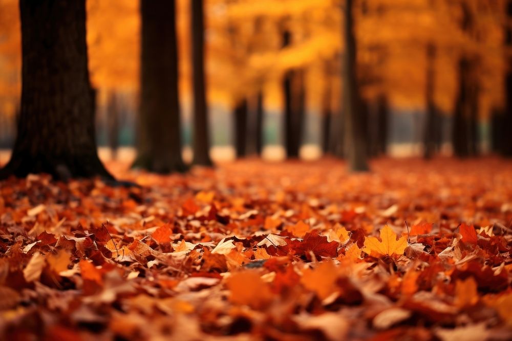 View dry autumn leaves plant | Premium Photo - rawpixel