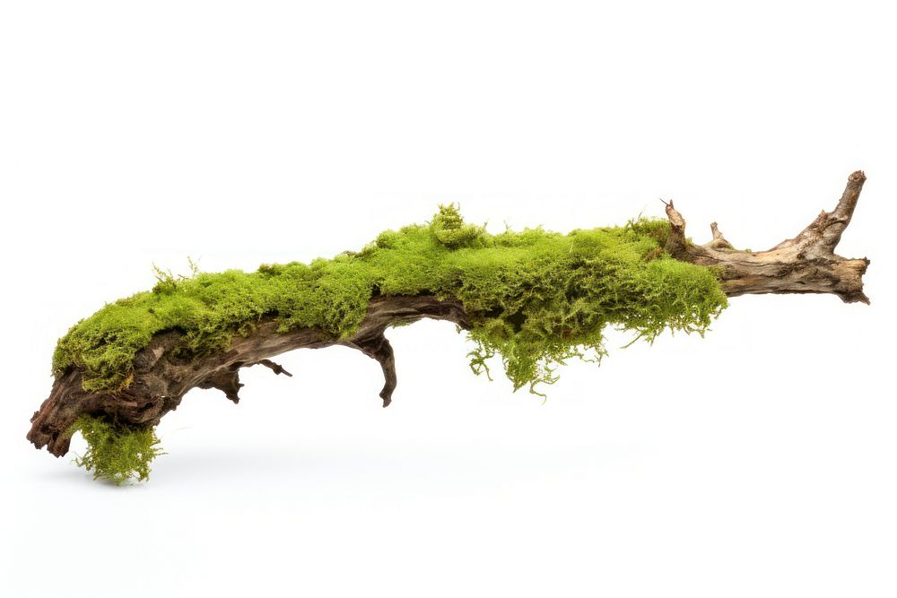 A Green moss on rotten branch with mushroom plant green tree. AI generated Image by rawpixel.