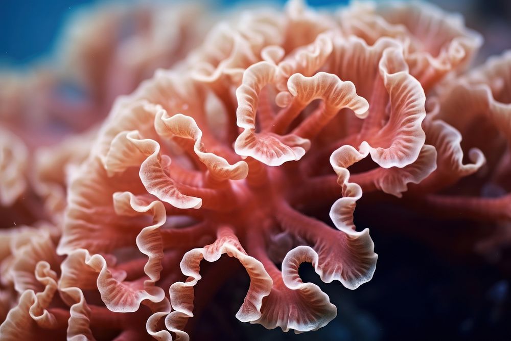 Coral in ocean sea outdoors nature. AI generated Image by rawpixel.