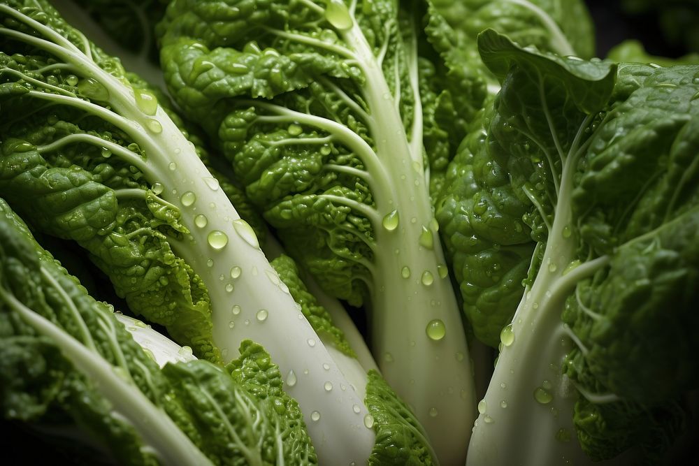 Bokchoys food vegetable plant. AI generated Image by rawpixel.
