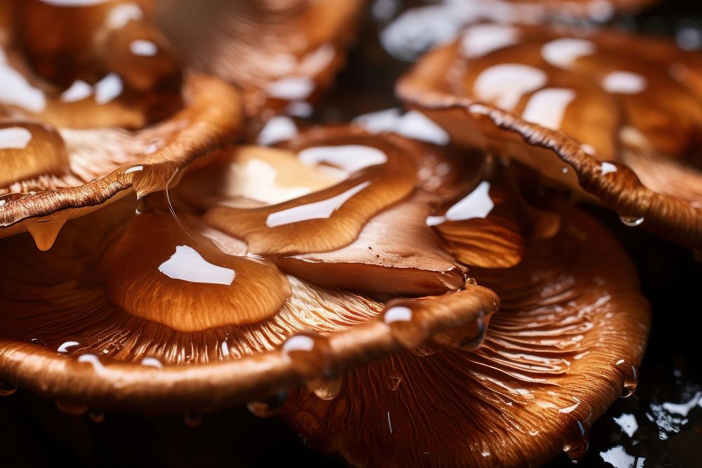 Shitake mushrooms fungus food agaricaceae. AI generated Image by rawpixel.