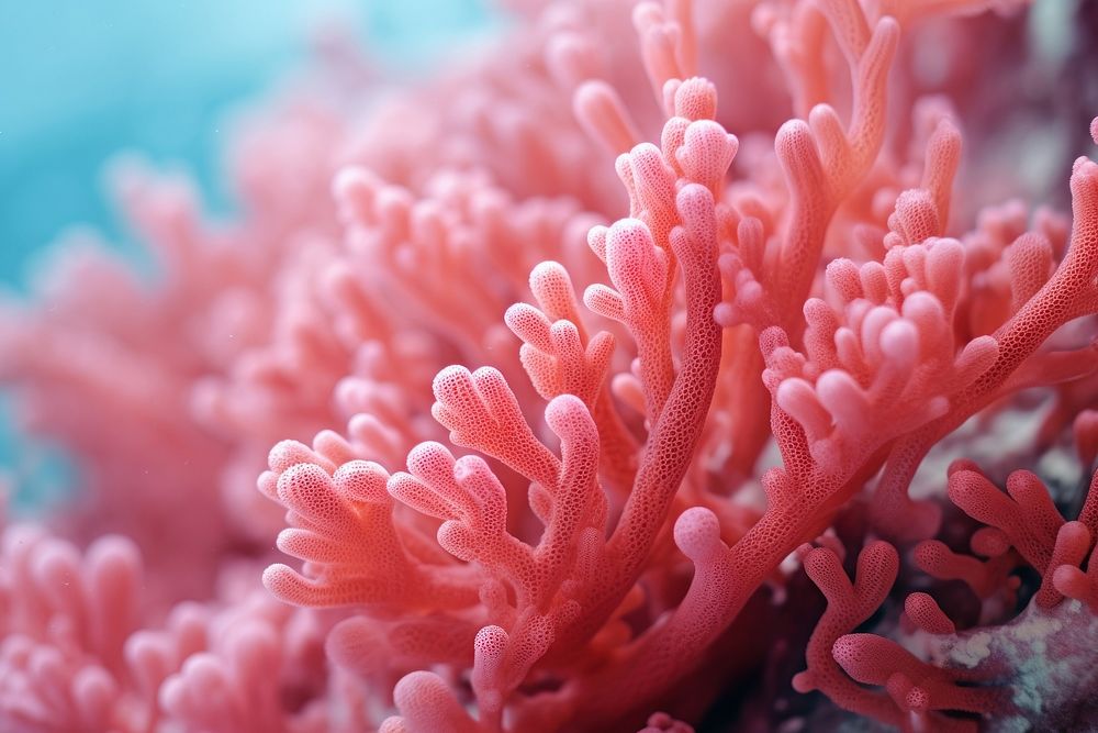 Healthy coral outdoors nature plant. AI generated Image by rawpixel.