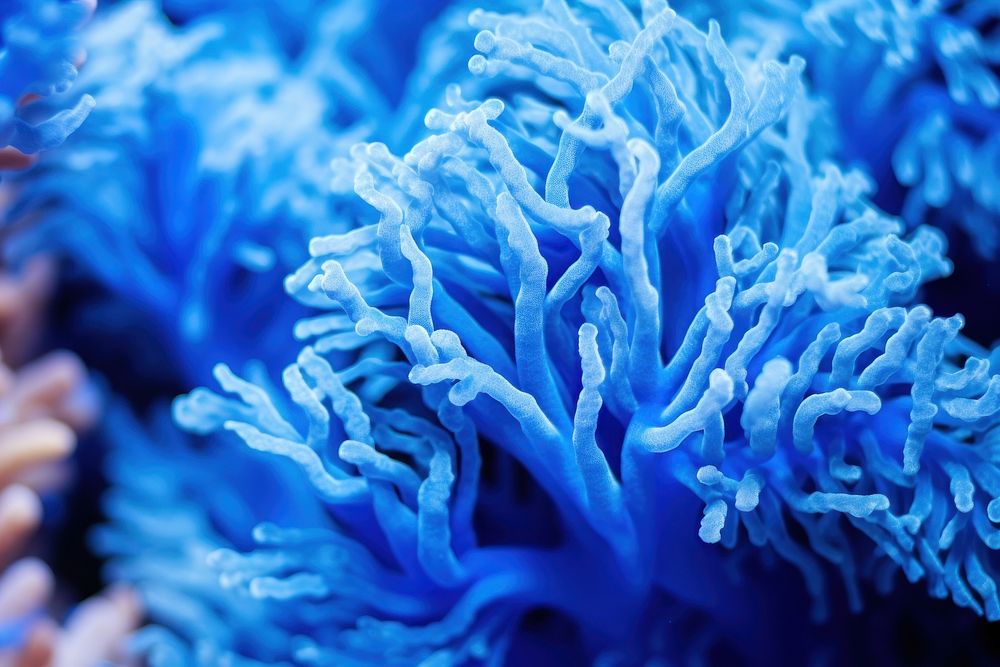 Healthy blue coral backgrounds underwater ecosystem. AI generated Image by rawpixel.